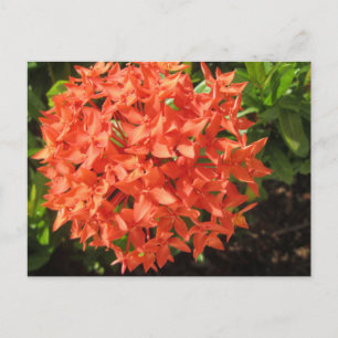 Cartão Postal Flor Laranja Ixora
