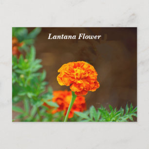 Cartão Postal Flor laranja-laranja-vibrante