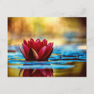 Cartão Postal Flor Lilar De Água De Lotus Vermelho