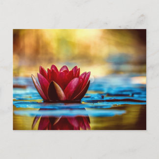 Cartão Postal Flor Lilar De Água De Lotus Vermelho