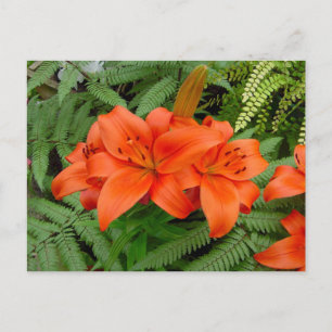 Cartão Postal Flor lírio - Laranja iridescente (Matt 28-30)