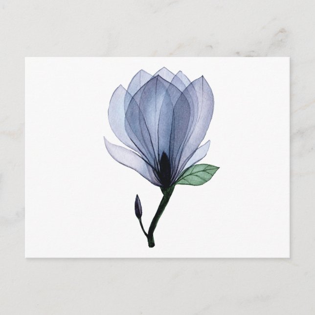 Cartão Postal Flor Magnolia (Frente)