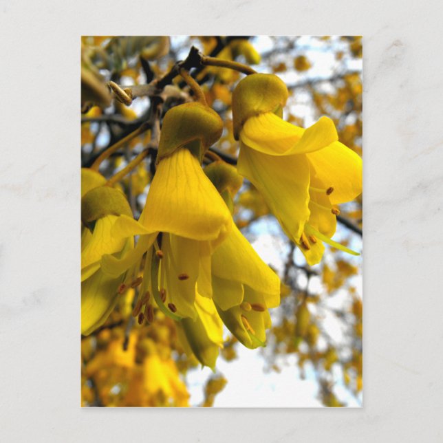 Cartão Postal Flor na Árvore Kowhai (Frente)