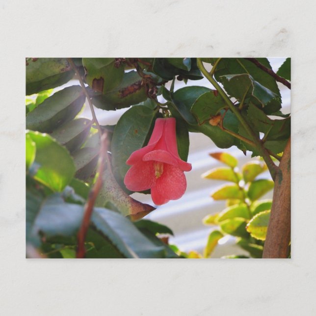 Cartão Postal Flor Nacional do Chile (Frente)