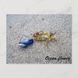 Cartão Postal Flor oceânica