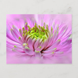 Cartão Postal Flor Ornamental Rosa Dahlie