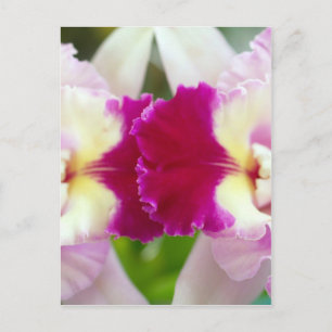 Cartão Postal Flor Orquídea
