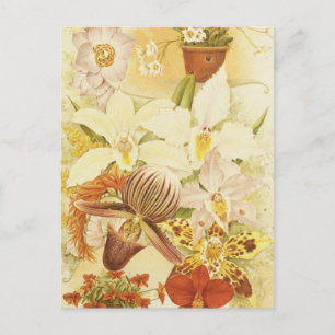 Cartão Postal Flor Orquídea Vintage Blossomas Anticorpos Florais
