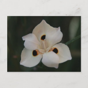 Cartão Postal flor pequena