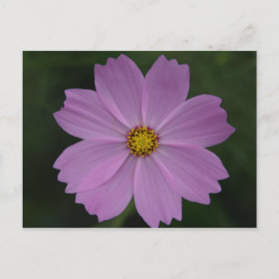 Cartão Postal flor perfeita