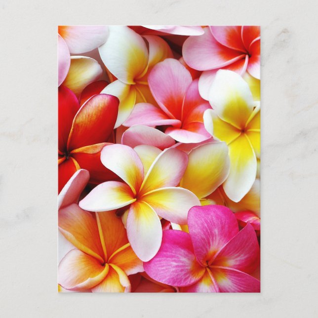 Cartão Postal Flor Plumeria Frangipani Hawaii Personalizado (Frente)