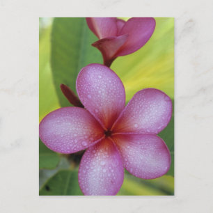 Cartão Postal Flor, Plumeria sp.), Pacífico Sul, Niue