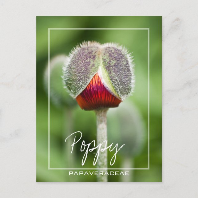 Cartão Postal Flor Poppy Da Família Papaveraceae (Frente)