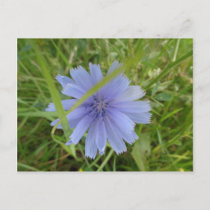 Cartão Postal Flor Púrpura Floral de Chicória Azul