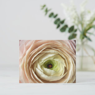 Cartão Postal Flor Ranunculus
