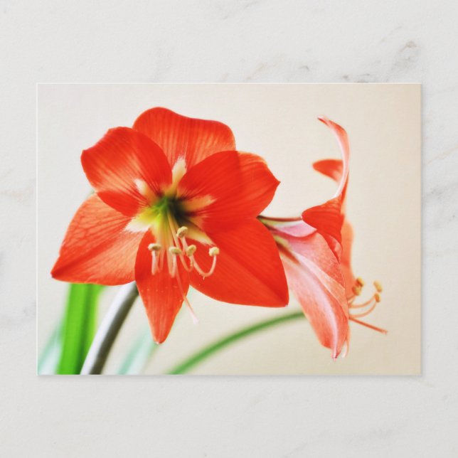 Cartão Postal Flor Red Amaryllis (Frente)