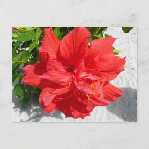 Cartão Postal Flor Red Double Hibiscus