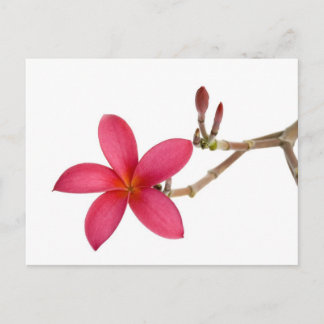 Cartão Postal Flor Red Frangipani