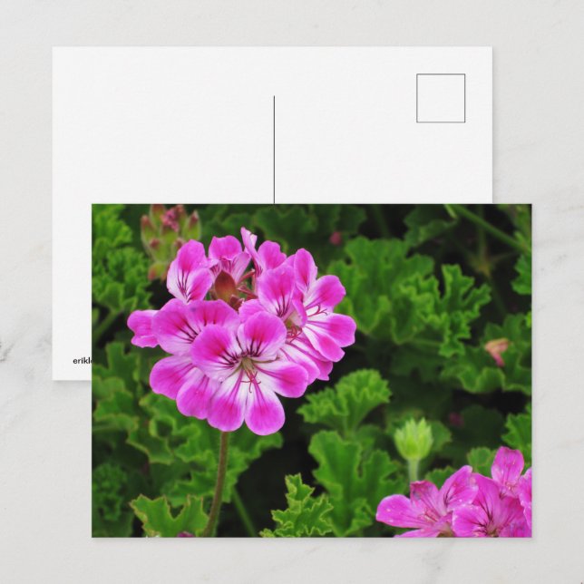 Cartão Postal Flor rosa (Frente/Verso)