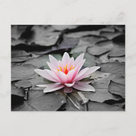 Cartão Postal Flor rosa