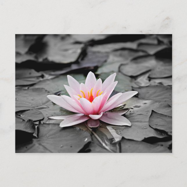 Cartão Postal Flor rosa (Frente)