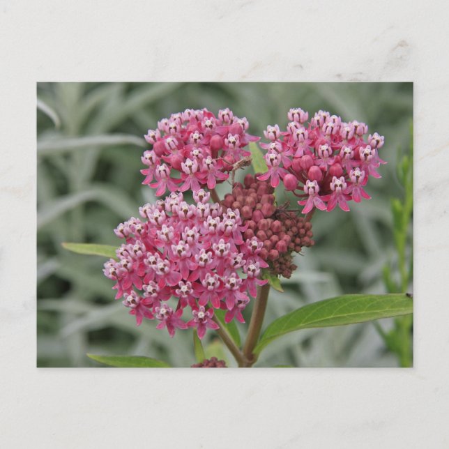 Cartão Postal Flor rosa (Frente)