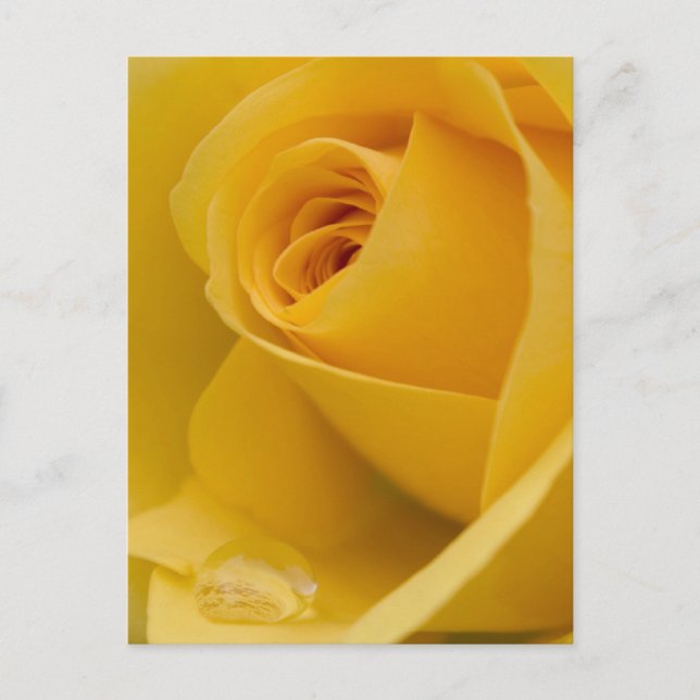 Cartão Postal Flor Rosa Amarelo (Frente)