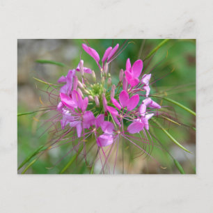 Cartão Postal Flor rosa-aranha
