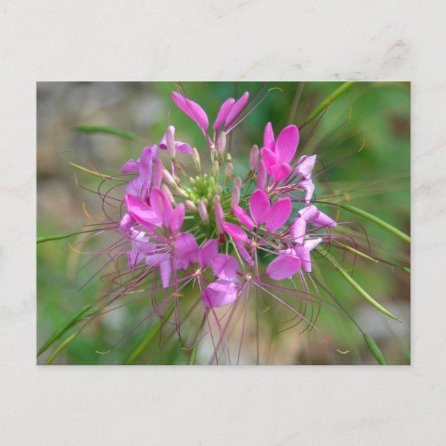 Cartão Postal Flor rosa-aranha (Frente)