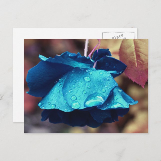 Cartão Postal Flor Rosa azul personalizada (Frente/Verso)