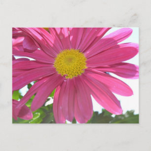 Cartão Postal Flor Rosa de Verão