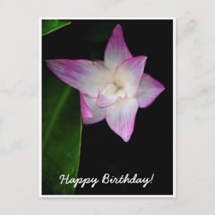Cartão Postal Flor Rosa Delicada Feliz Aniversário