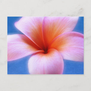 Cartão Postal Flor Rosa e Azul Plumeria Frangipani Hawaii
