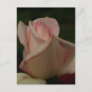 Cartão Postal Flor Rosa Intenso De Rosebud