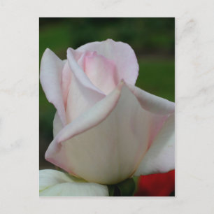 Cartão Postal Flor rosa-pálido de proteção