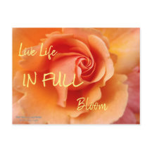 Flor rosa / Pêssego Apricot / Foto de fechamento