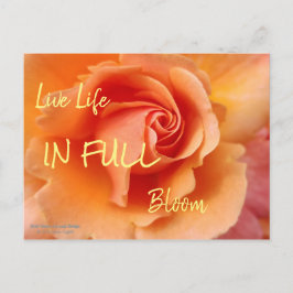 Cartão Postal Flor rosa / Pêssego Apricot / Foto de fechamento