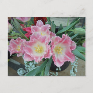Cartão Postal Flor rosa-picante