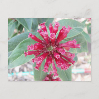 Cartão Postal Flor rosa profundo