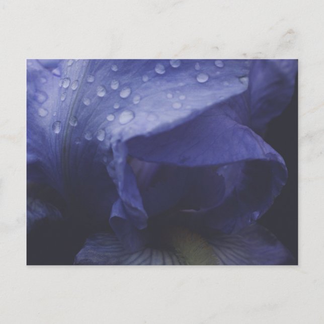 Cartão Postal Flor Rosa púrpura (Frente)