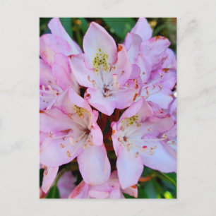 Cartão Postal Flor rosa Rhododendron