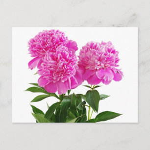 Cartão Postal Flor Rosa-Rosa-Rosa-Flor - Obrigado, Olá