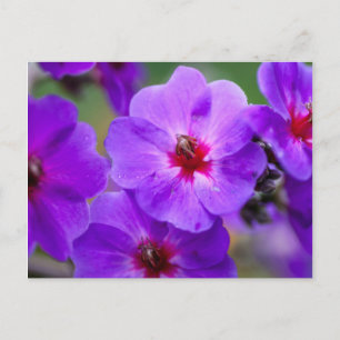 Cartão Postal Flor roxa