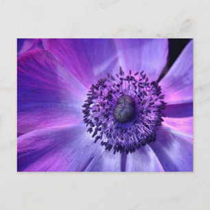 Cartão Postal Flor roxa
