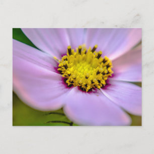 Cartão Postal Flor roxa