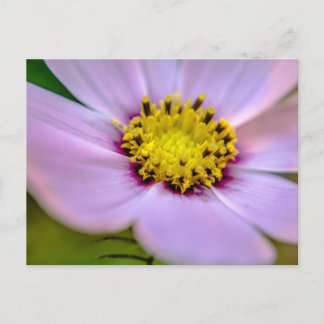 Cartão Postal Flor roxa