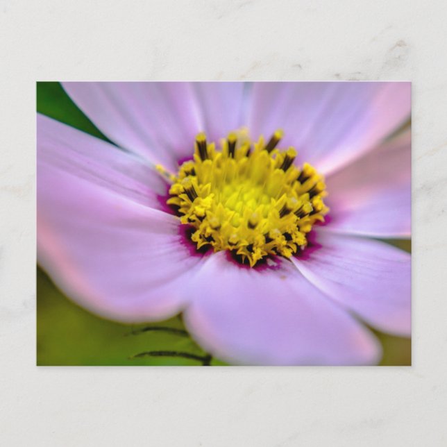 Cartão Postal Flor roxa (Frente)