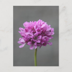 Cartão Postal flor roxa com formiga