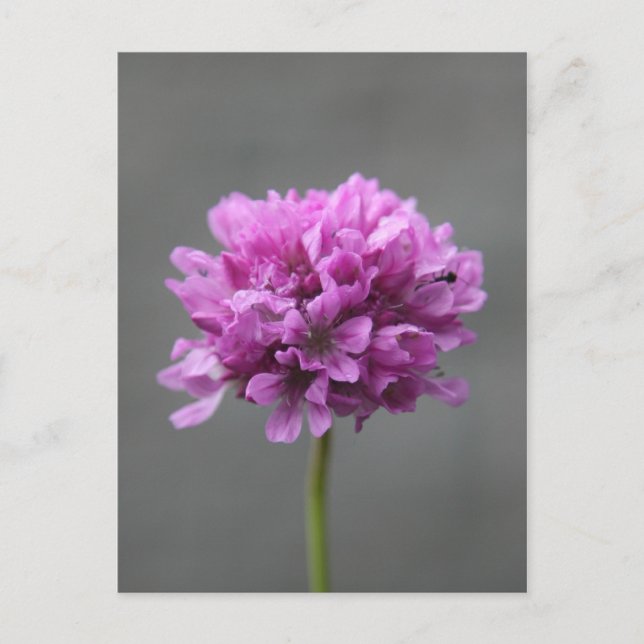 Cartão Postal flor roxa com formiga (Frente)