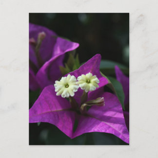 Cartão Postal Flor Roxo